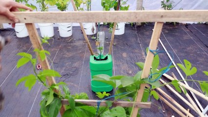 It's simple to grow passion fruit at home