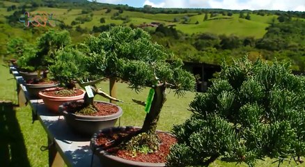 mqn-Conozca un jardín en medio de la montaña de 3800 bonsáis-081222