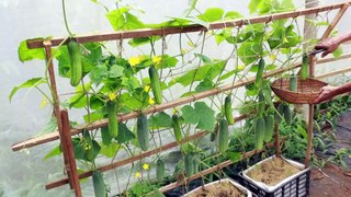 Growing cucumbers in plastic baskets on the terrace