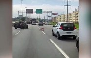 Porco é flagrado perdido no meio da Via Expressa, em São José