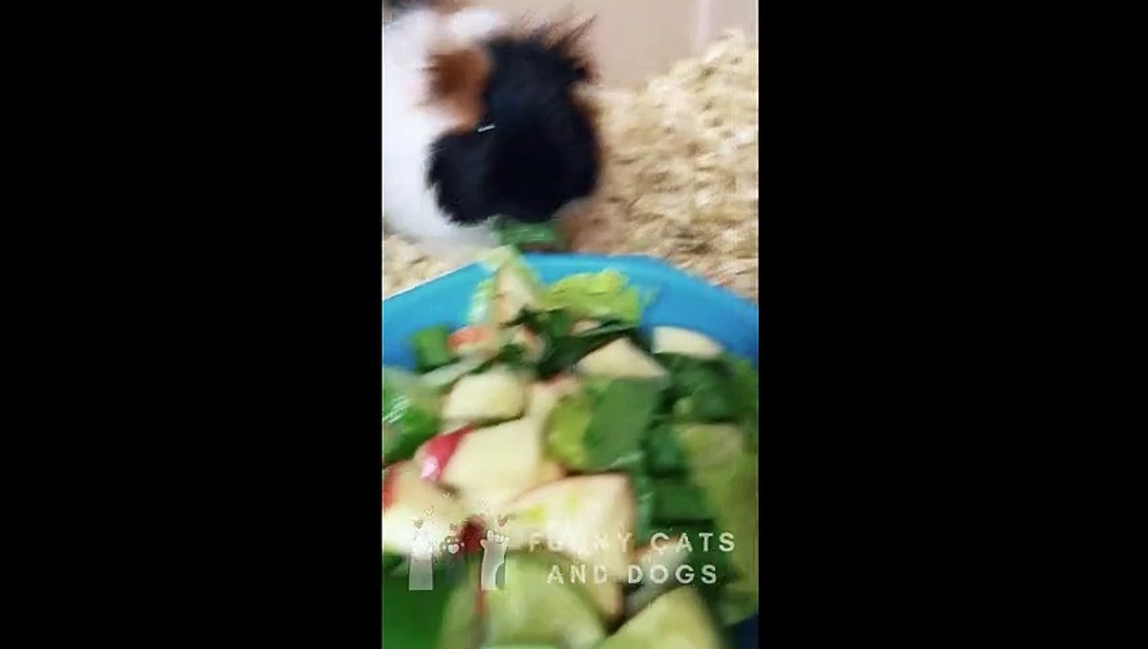 Funny Cats and Dogs 05 - Funny Pets Videos 2023 - Try not to Laugh - Funny cats / dogs