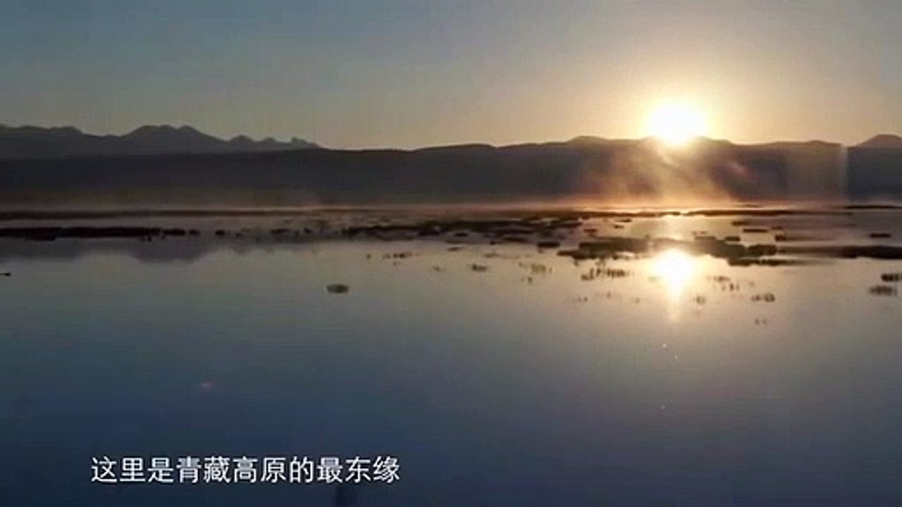 A female blue sheep who just gave birth ate her own placenta to avoid being tracked and traveled with Tours_360p