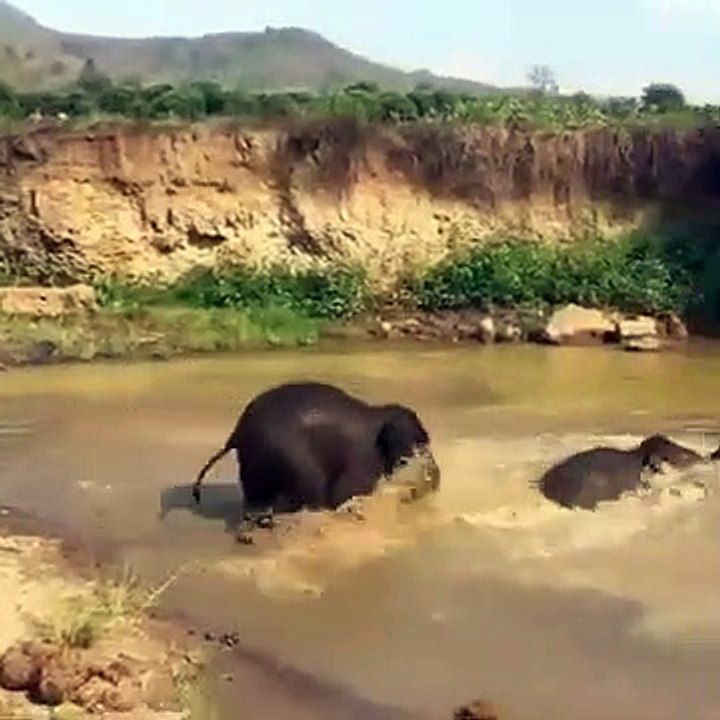 Baby elephant swimming #Shorts #youtubeshort #shortvideo