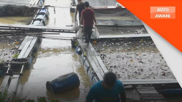 Persediaan Banjir | Pengusaha ikan sangkar buat persediaan awal