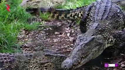 Perkelahian yang sangit antara buaya vs aligator yang nota bene sang predator.