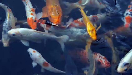 Fish - Machli in water big fish