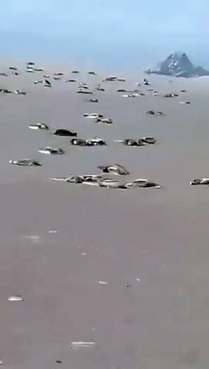 Kabus geri döndü: 13 bin kuş itlaf edildi