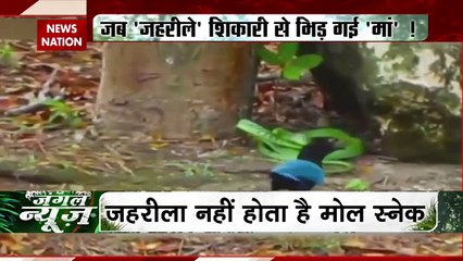 Jungle News : मोल स्नेक से भिड़ गया परिंदा | Mole Snake |