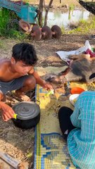 Tranditional My Village Food Eating Cow