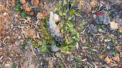 36 yıl sonra Türkiye'ye dönen Süryani Rahibe'nin evine saldırı!