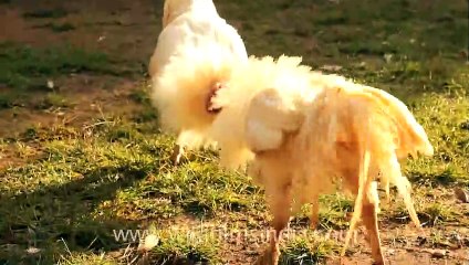 Cock fighting in East Timor