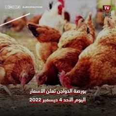 ارتفاع جنونى لأسعار الفراخ الحمراء والكيلو يسجل رقمًا غير مسبوق