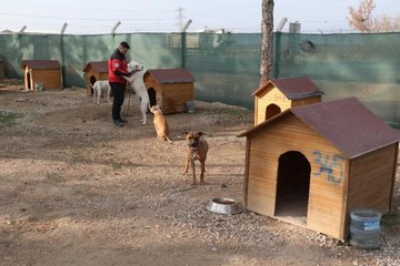 494 belediyeden 189'unda barınak var