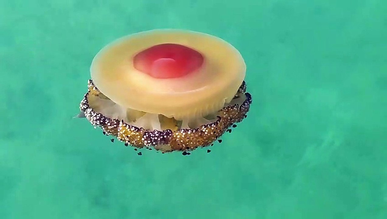 Grande méduse œuf au plat