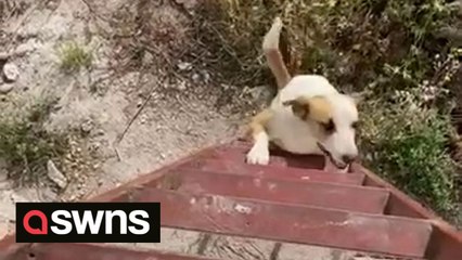 Ingenious dog manages to climb up ladder after getting stuck in neighbour's garden