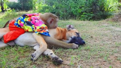 Be Careful ! SokYaa & Rank Meet Fake TIGER Head & Catching Bravely