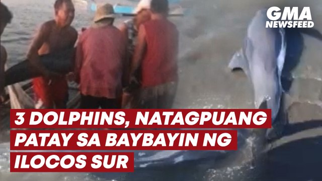3 dolphins, natagpuang patay sa baybayin ng Ilocos Sur | GMA News Feed