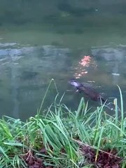Otter spotted playing in Grantham in the River Witham