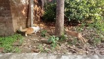 Little stray kitten irritating persian cat