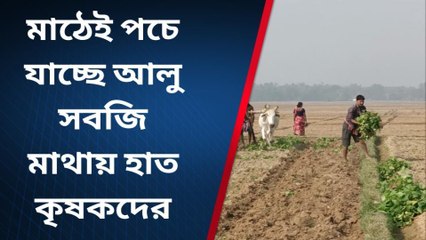 পশ্চিম মেদিনীপুর: রহস্যজনক ভাবে পচে যাচ্ছে আলু সবজি, বিপদে আপনিও