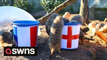 Mob of meerkats predict England will win against France in the World Cup