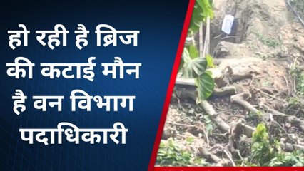 बेगूसराय: नहीं रुक रही हरे पेड़ की कटाई, वन विभाग मौन