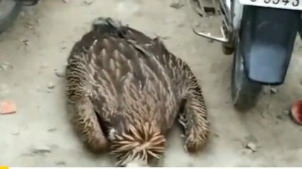 महराजगंज: घायल अवस्था में मिला दुर्लभ प्रजाति का गिद्ध, देखिए वीडियो