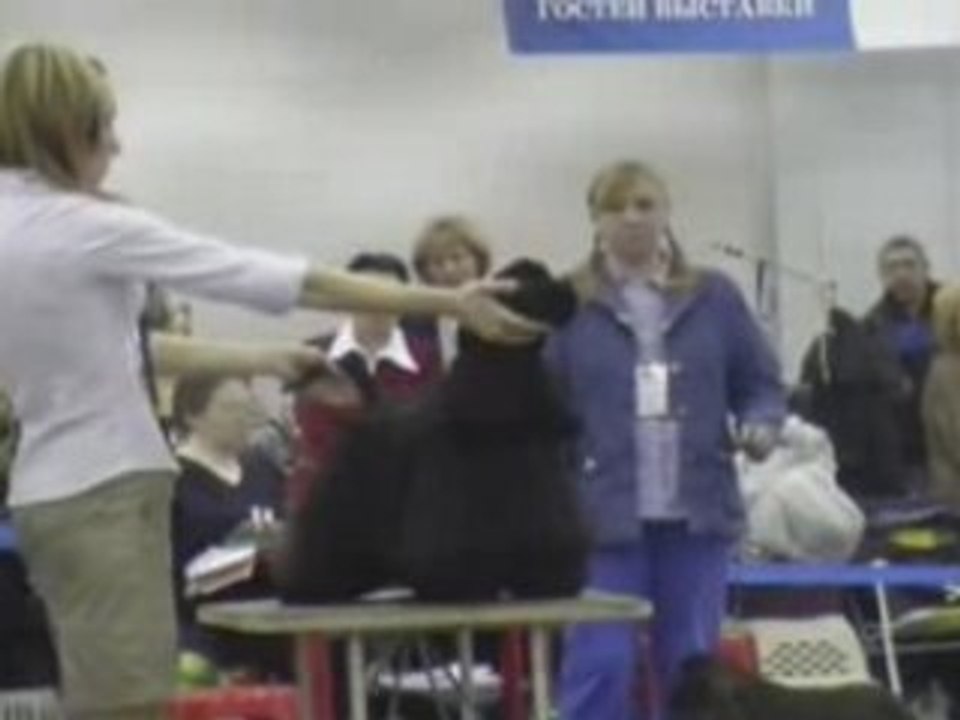 Dog Show EURASIA-2 24.02.2008 Moscow part 10