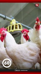 الدواجن اتجننت وأسعارها ولعت| شوف كيلو الفراخ بقى بكام