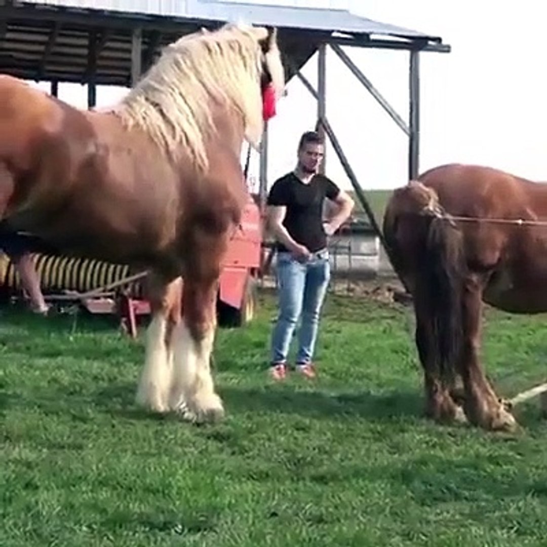 Horse meeting - Video Dailymotion