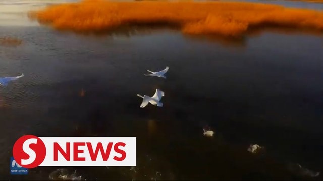 Migratory birds flock to China's largest inland freshwater lake