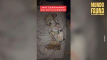 Un sueño para muchos: joven vive con 13 perros golden retrievers tras quedarse con una camada