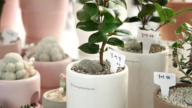 국립세종수목원에서 '반려식물' 문화 확산 위한 산업전 열려 / YTN