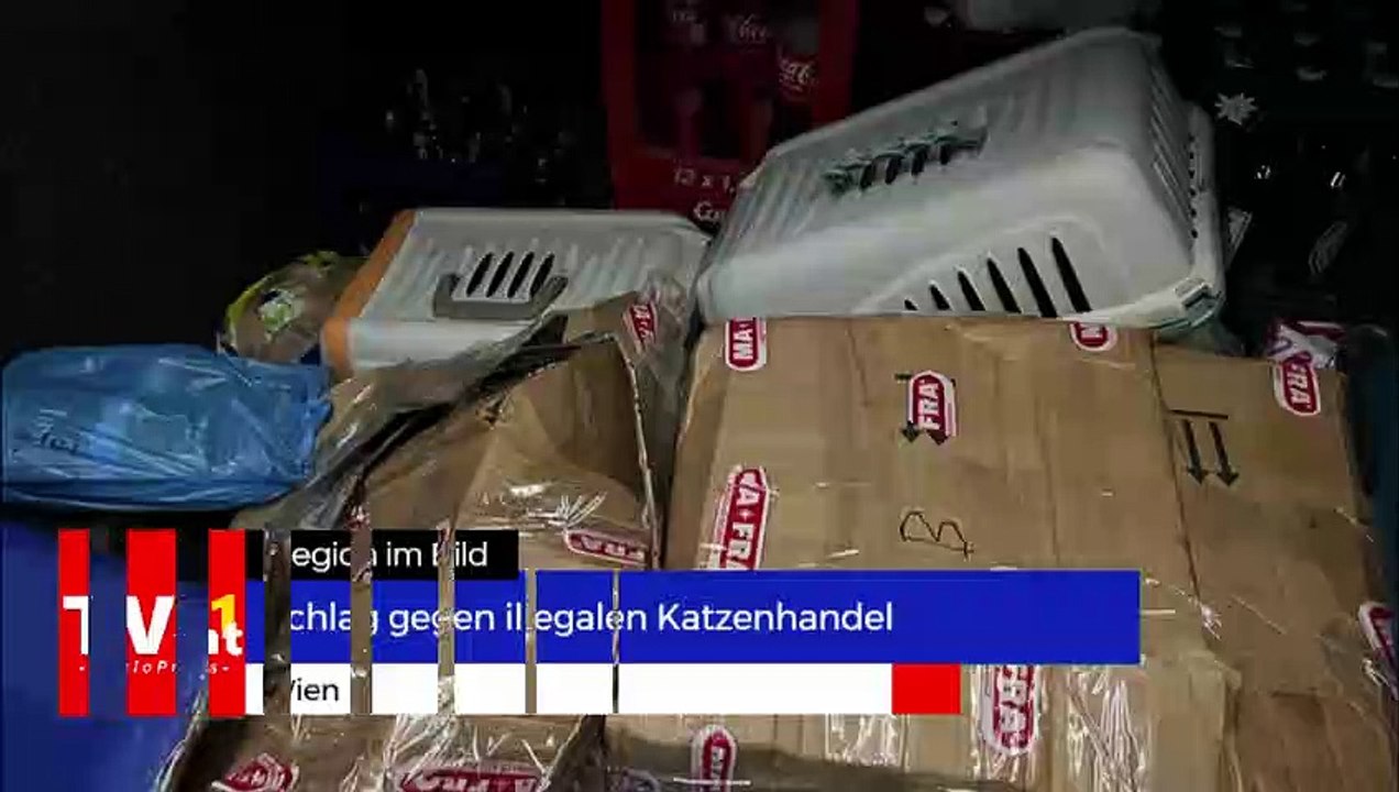 Wien - Schlag gegen illegalen Katzenhandel