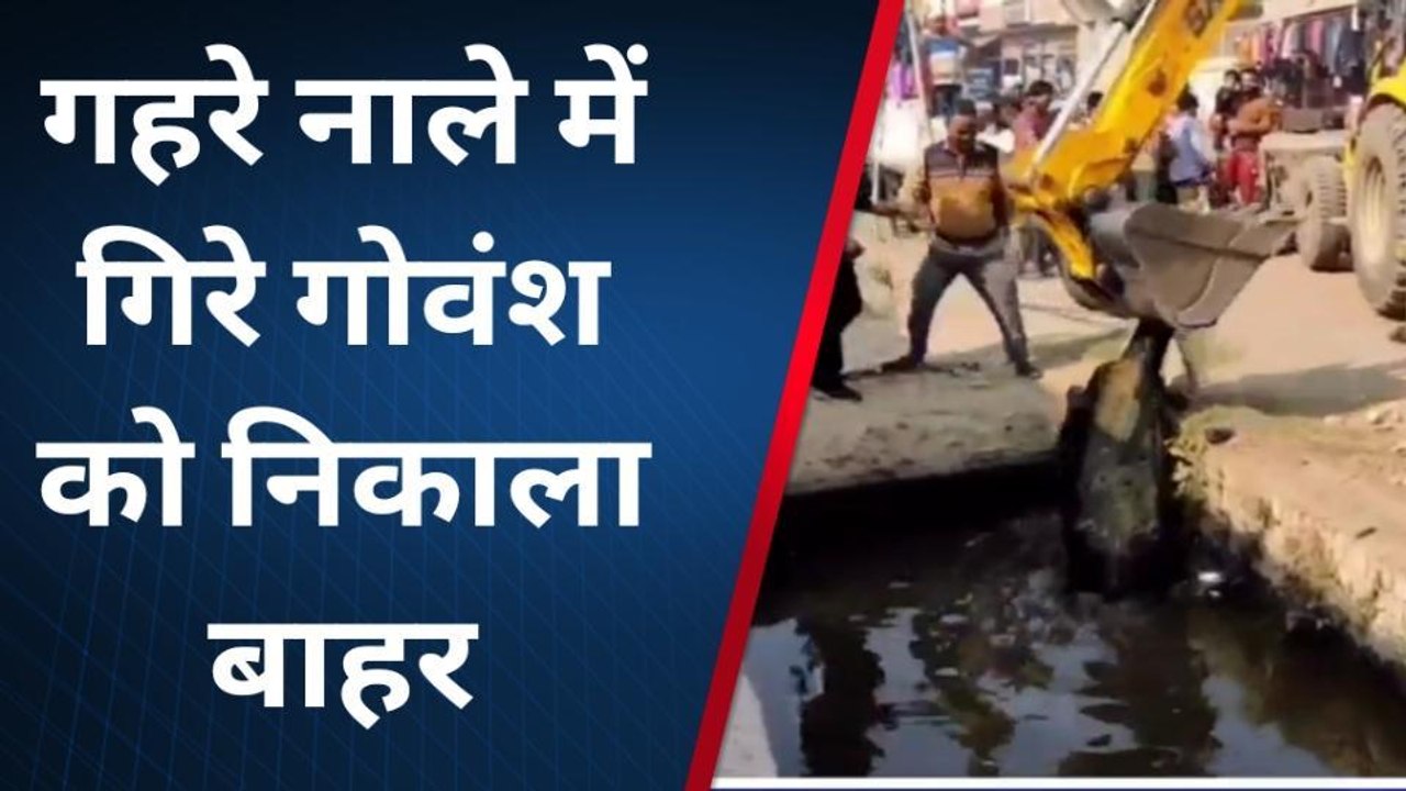 मेरठ: क्षेत्रवासियों की सजगता से बची गोवंश की ज...