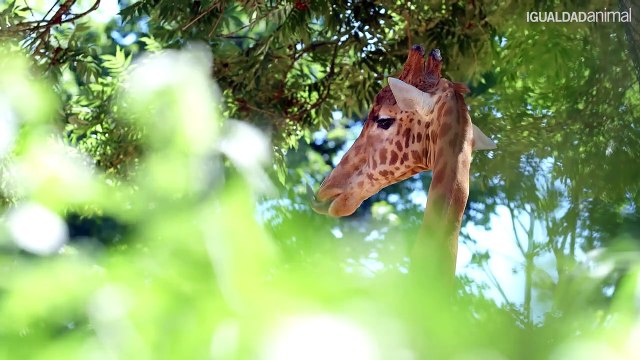 Igualdad Animal denuncia que la producción de foie gras es tortura
