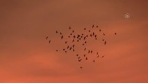 Gün batımında kuşların toplu uçuşu görüntülendi