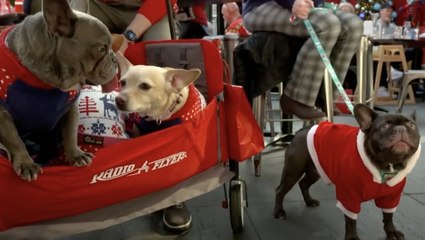 Dogs wear ugly Christmas jumpers for rescue centre's annual festive party