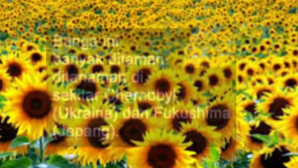 Tanaman Bunga Matahari Terbukti Mampu Serap Radiasi Nuklir begini penjelasan nya ?