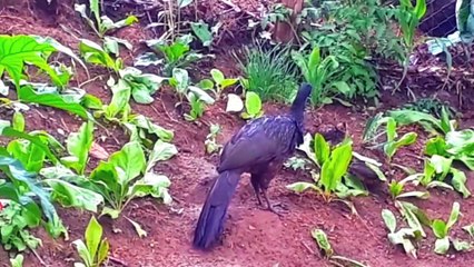 Jacu e seus filhotes no dailymotion