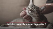 Enquête : les chats vont-ils envahir la planète ?