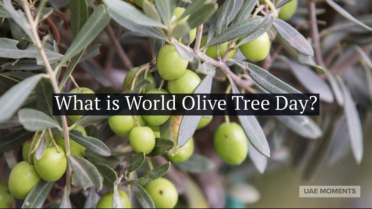 What is World Olive Tree Day?