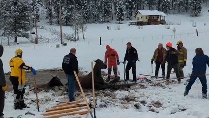 Horses that fell through ice into freezing pond rescued by volunteers