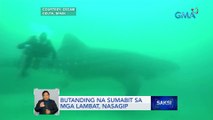 Butanding na sumabit sa mga lambat, nasagip sa Spain | Saksi