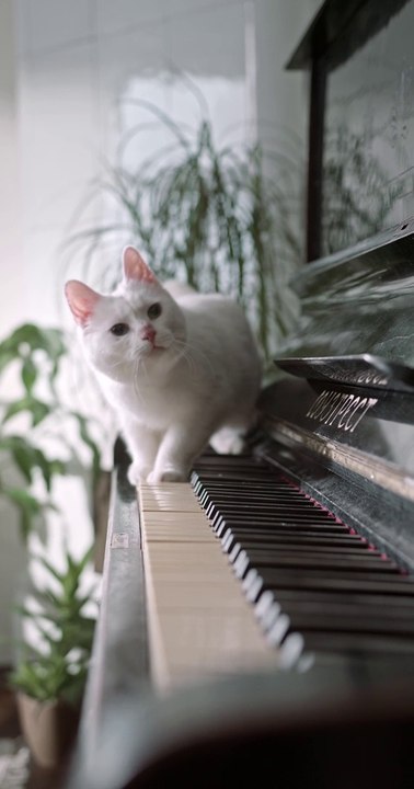 Cute cat