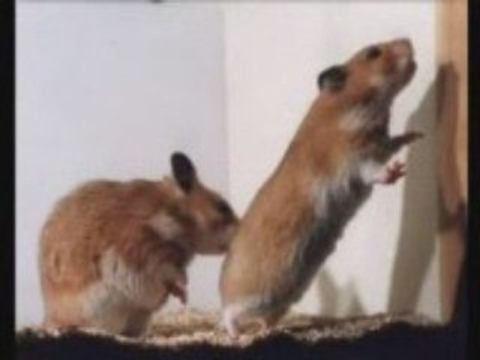 trance hamster