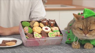 How to Make Butter Cookie Box Holiday Cookies