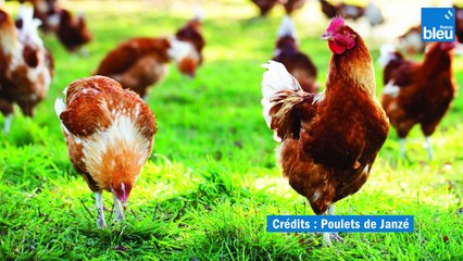 Les chapons de Janzé