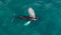 Stunning drone footage captures humpback whale swimming off English coast