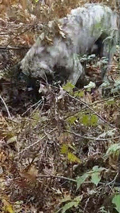 Dog scratching the grass, looking for something?!apparently want to sit down 